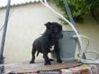 Staffordshire bull terrier, en venta¡¡ nueva camada¡¡¡ ... excelente calidad - mejor precio | unprecio.es