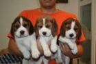 Beagles tricolores de 85 dias, nacidos en Madrid. - mejor precio | unprecio.es