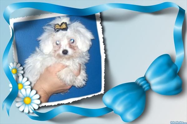 bichon maltes macho tres meses pedigri loe