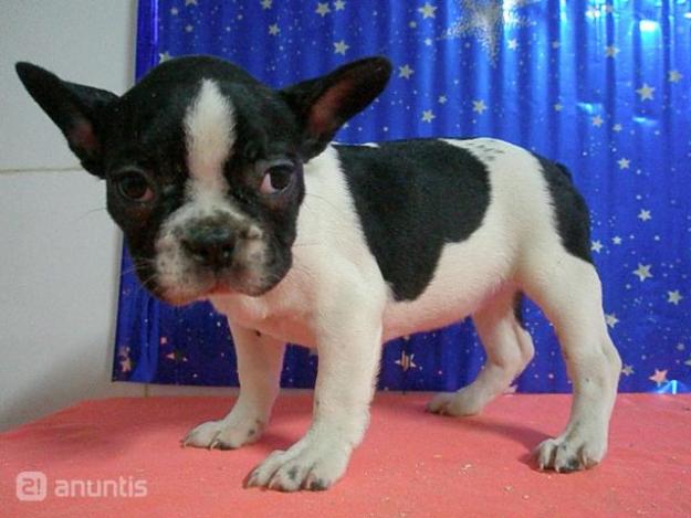 Bulldog frances con pedigree RSCE murcia