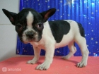 Bulldog frances con pedigree RSCE murcia - mejor precio | unprecio.es