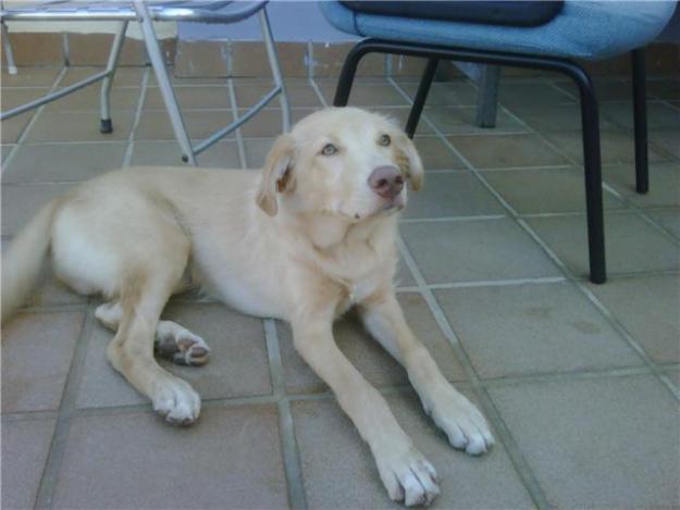 Cachorro cruce Labrador 7 meses