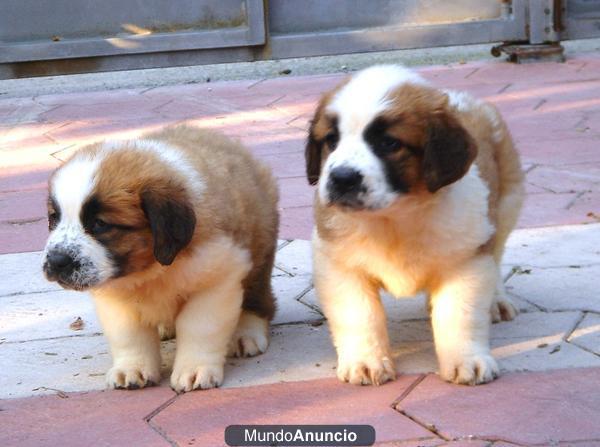 CACHORROS SAN BERNARDO 400 €