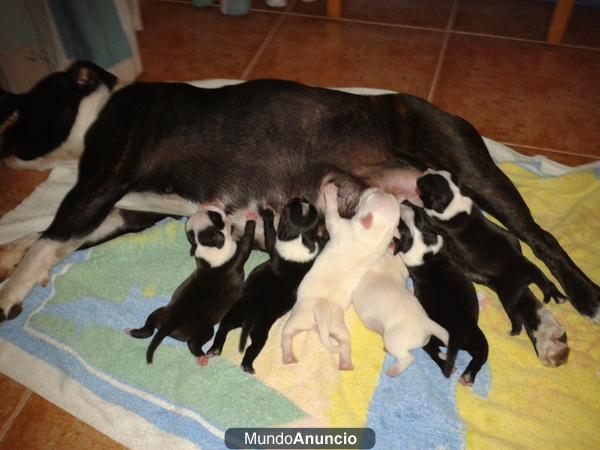 camada de staffordshire bull terrier