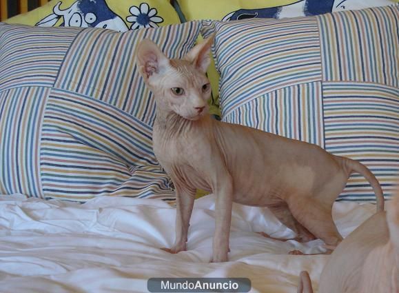 gatitas sphynx, esfinge, gatos sin pelo