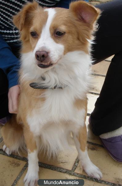 Perro encontrado en Chiclana de la Frontera