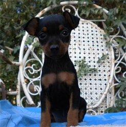 PINSCHER GRAN CALIDAD MINI Y ESPAÑOLES 290 EUROS