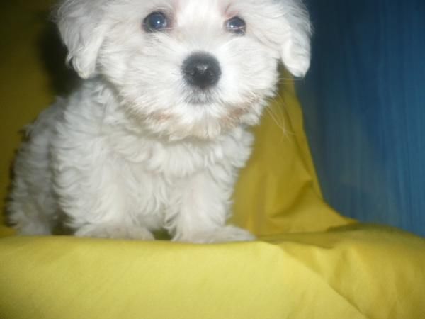 PRECIOSOS CACHORRITOS BICHON MALTES