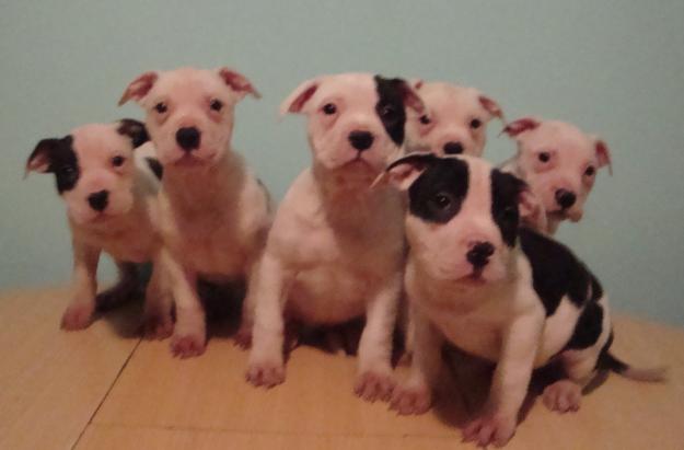 SE VENDE CAMADA DE PIT BULL COLOR BLANCO-VACA