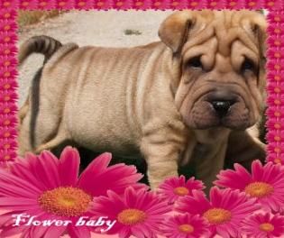 Shar-Pei, economicos cachorritos