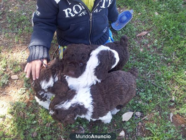 vendo perros de agua de diferentes colores a buen precio,particular