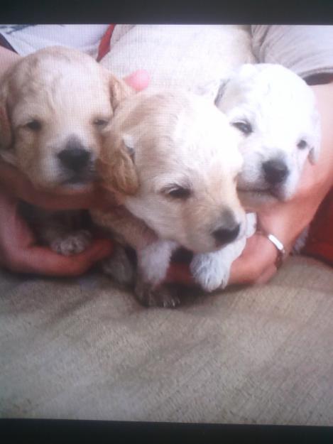 venta cachorros caniche toy