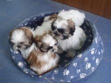 camada de SHIH TZU con PEDIGREE 420?