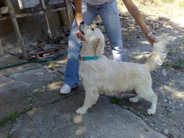 Excelente Camada de Golden Retriever para Septiembre