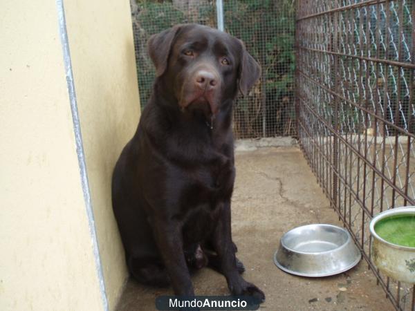 labrador chocolate para montas con pedigree y afijo