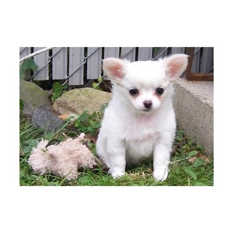 Mini Chihuahua cachorro