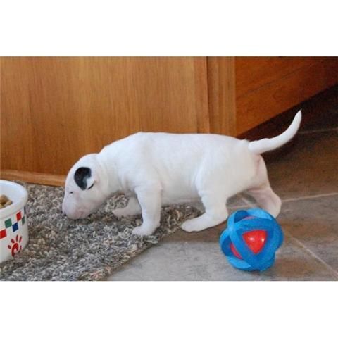 nuevo miembro de la familia cachorro bull terrier a sus mascotas en casa,