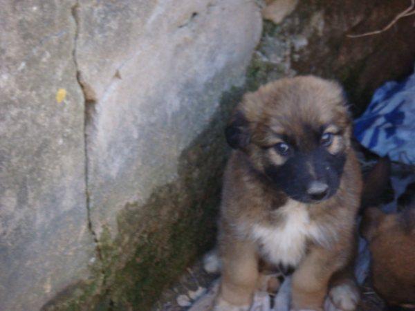 REGALO CACHORRO CRUCES DE PASTOR ALEMAN URGENTES