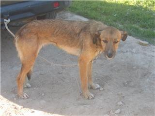 Tenemos muchos perros adultos y cachorros sin hogar. Adopta a uno y le darás un lugar a ot