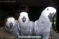 Vendo cuatro cachorritos de Loro gris africano-hembras130€