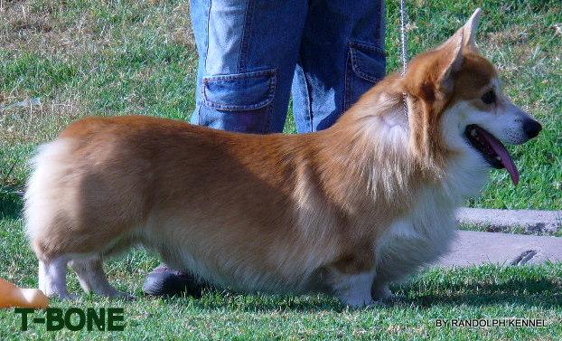 WELSH CORGI PEMBROKE(PROSPECTOS PARA EXPOSICION)