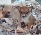 Chihuahua TOY. Nacional. Exclusivo. Garantías . LOE - mejor precio | unprecio.es