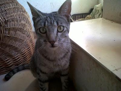 LOLO,cariñoso,le gusta el agua.Refugio SJ Caceres