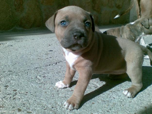 cachorros de American stafford