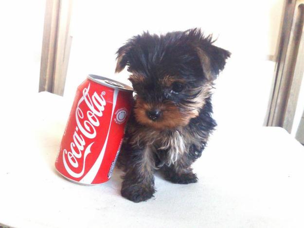 cachorros de yorkshire mini con pedigree