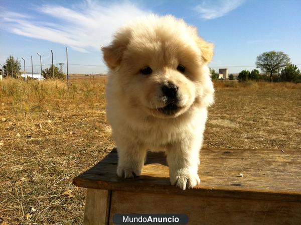 Chow Chow Cachorros de dos meses. Calidad