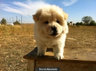 Chow Chow Cachorros de dos meses. Calidad - mejor precio | unprecio.es