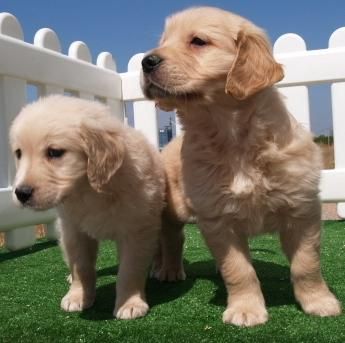 Estupendos precios en cachorros de Golden