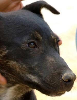 HOOK, CACHORRO EN ADOPCIÓN.