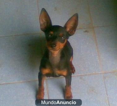 nos regales mini pincher o cruze de pincher con chihuahua