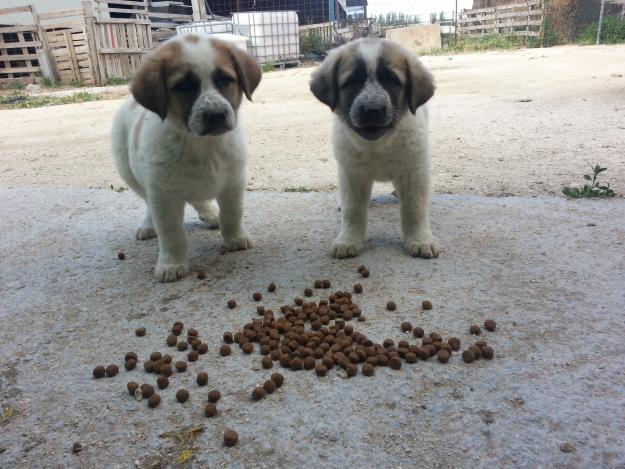 Preciosa pareja de cachorros mastines. perro y perra