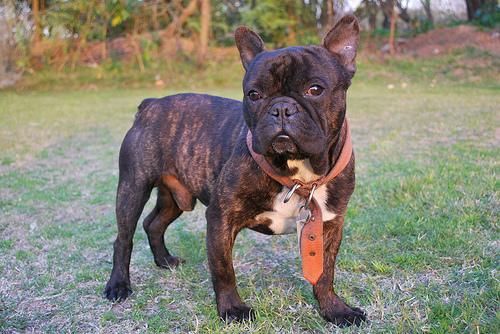 Precioso macho joven bulldog frances