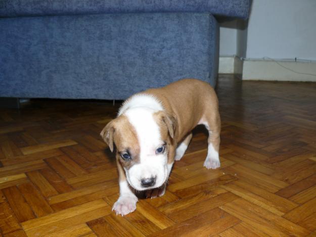 SE VENDEN CACHORROS AMERICAN STAFFORDSHIRE TERRIER