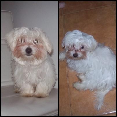 VENDO PRECIOSOS CACHORROS BICHON MALTES