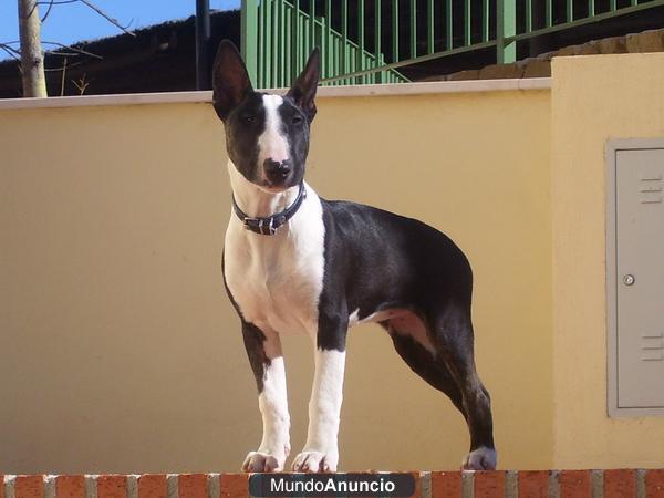 BULLTERRIER DE PURA RAZA