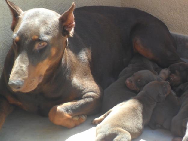 Doberman chocolate(ultimos cachorros)