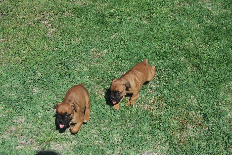 Ejemplares Boxer , son pura raza