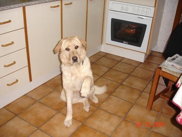 labradora 8 meses se ofrece en adopción