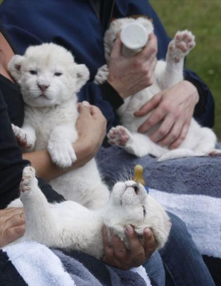 Leones Leones por venta.