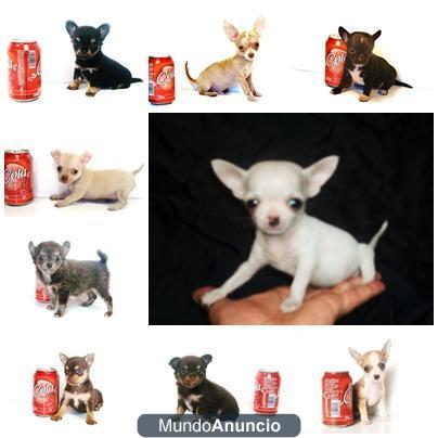 regale en este navidad un exclusivo chihuahua cambanus a quien mas te ama