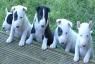 Bull Terrier cachorros para Adopcion.