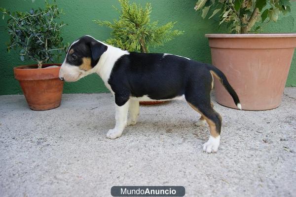 Bull terrier miniatura en madrid, preciosos¡¡