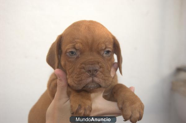 Dogos de Burdeos (Bordeaux) de talla pequeña y anchos