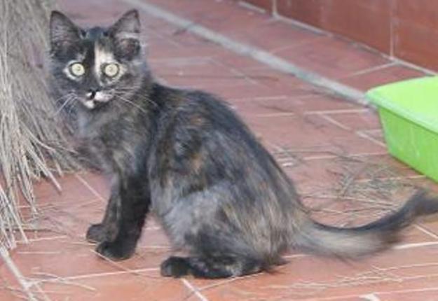 Eneida, gatita tricolor de pelo largo preciosoa en adopción