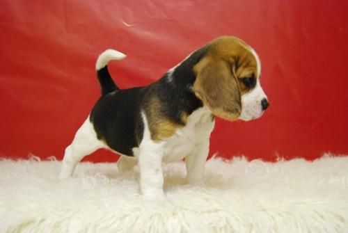 preciosos cachorros de beagle, con dos meses