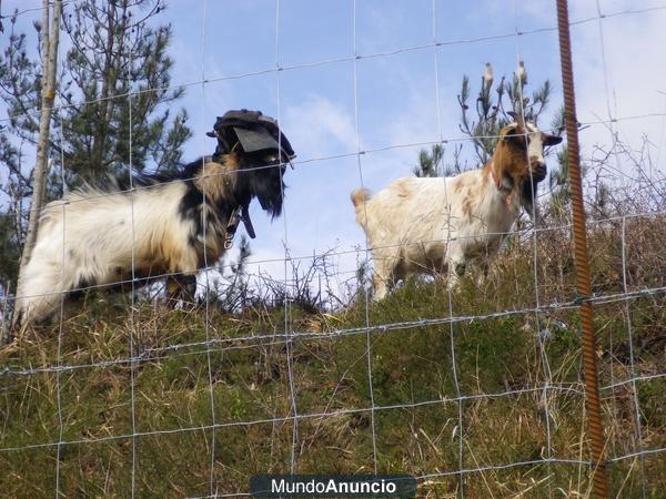 vendo cabrito enano de tres años